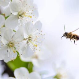 A bee pollenating flowers