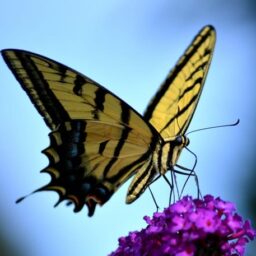 butterfly landing on a flower