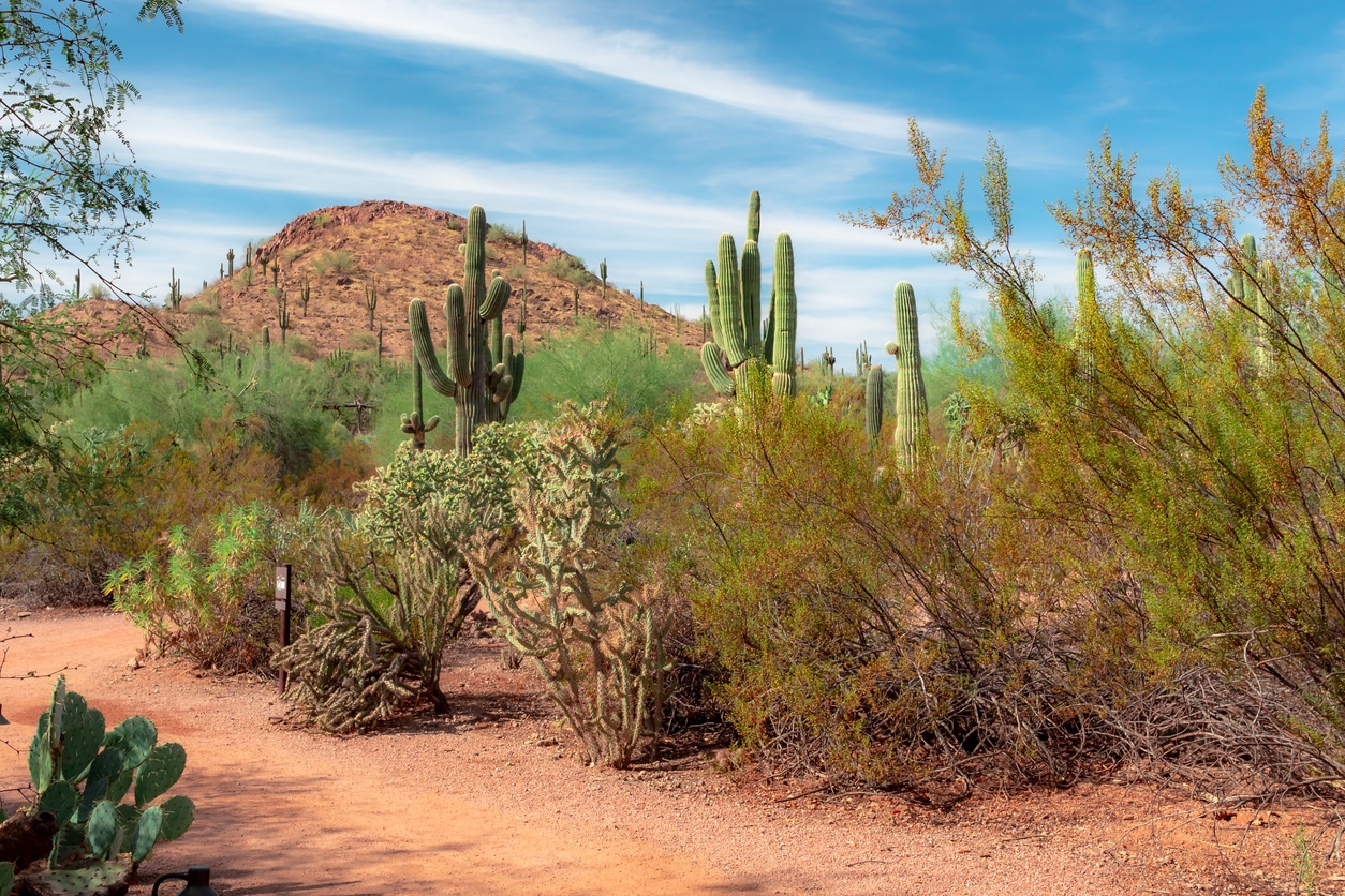 Desert garden with cacti.